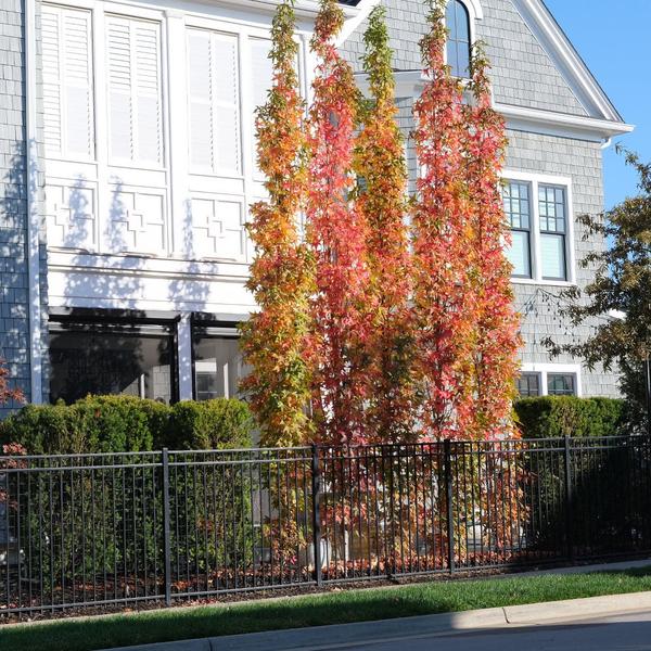 Liquidambar s. 'Slender Silhouette'